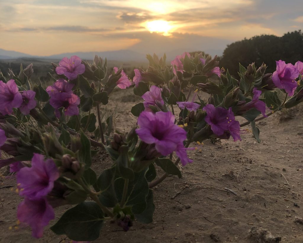 Purple flowers blooming with blue mountains and bright sunset in background. 